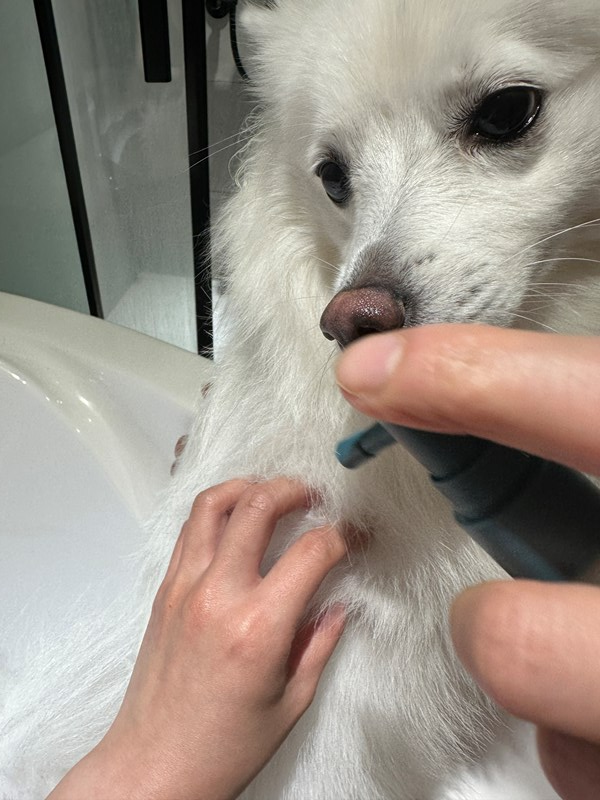 女人知己試用大隊,口碑行銷,部落客行銷,Goodmofamily歸毛家族 寵物肌膚救星組,歸毛家族 寵物肌膚救星,舒敏保濕洗毛乳,護膚噴液,精萃營養霜,博士30年生技專業,給足皮膚營養保護力,無抗生素 無類固醇,神經醯胺,19種綜合胺基酸,榮獲SNQ國家認證,上萬毛爸媽見證,3週幫助皮膚健康,NO.1寵物肌膚口碑霸主,寵物第一護膚領導品牌